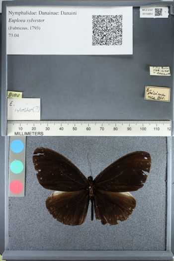 Media type: image;   Entomology 159857